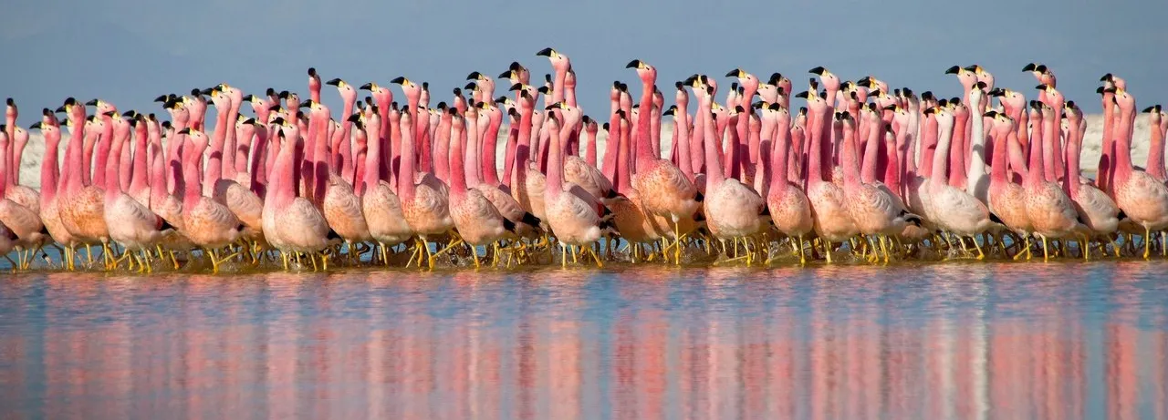 Planet Earth II
