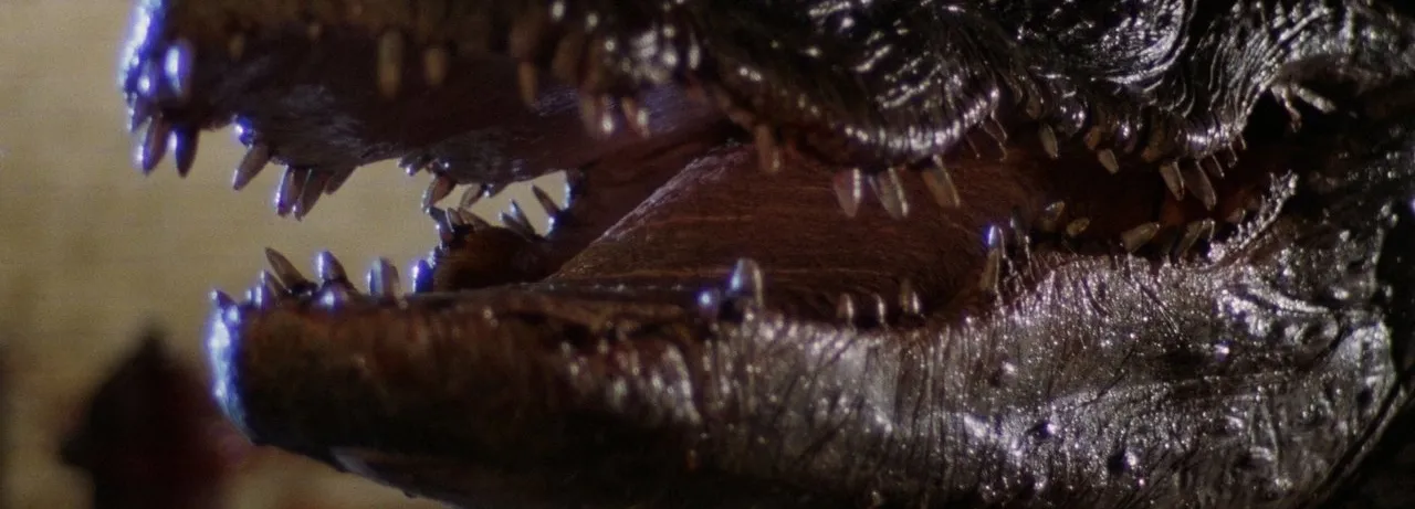Alligator