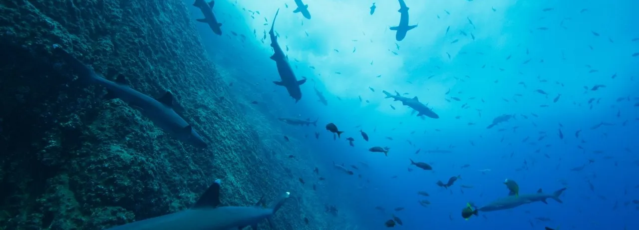 Our Oceans