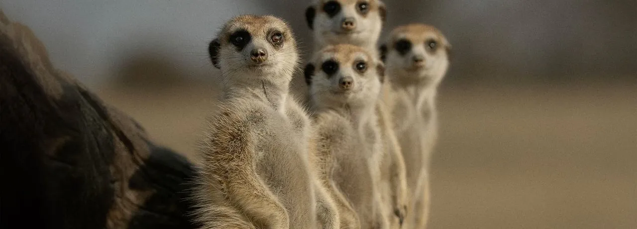 The Secret Lives of Animals