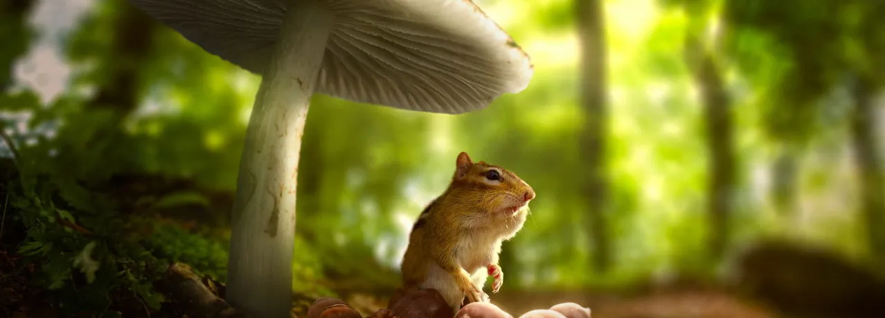 Tiny World