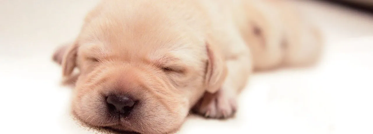 Quill: The Life of a Guide Dog