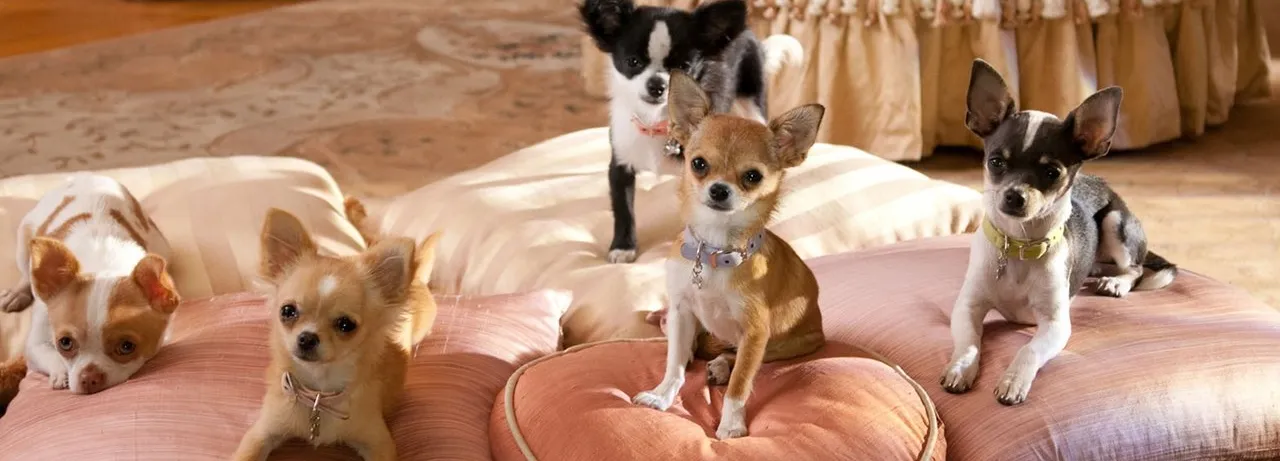 Beverly Hills Chihuahua 2