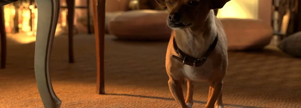 Beverly Hills Chihuahua 3: Viva la Fiesta!