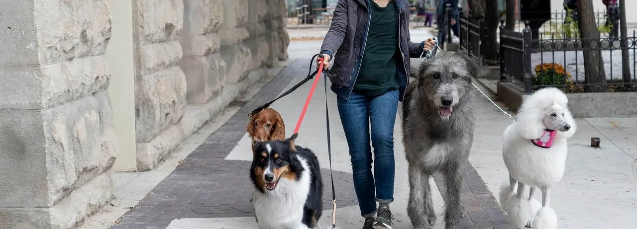 A Dog's Journey