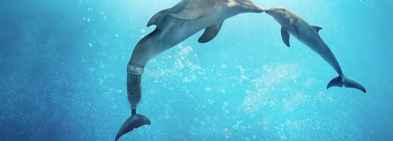 Dolphin Tale 2