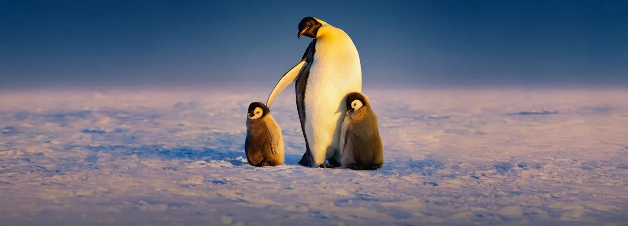 Secrets of the Penguins