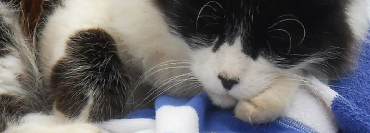 A Cat's Tale