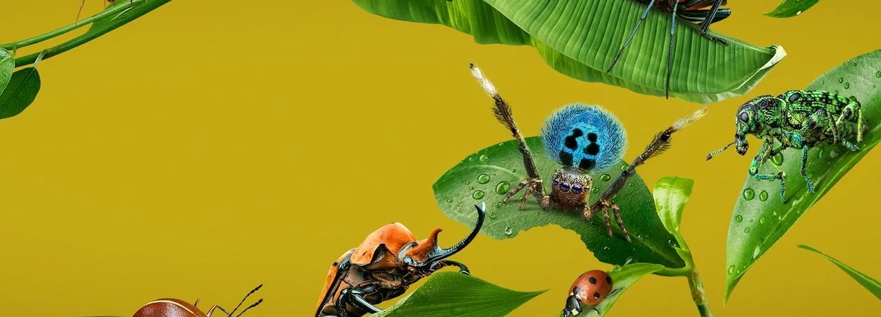 A Real Bug's Life