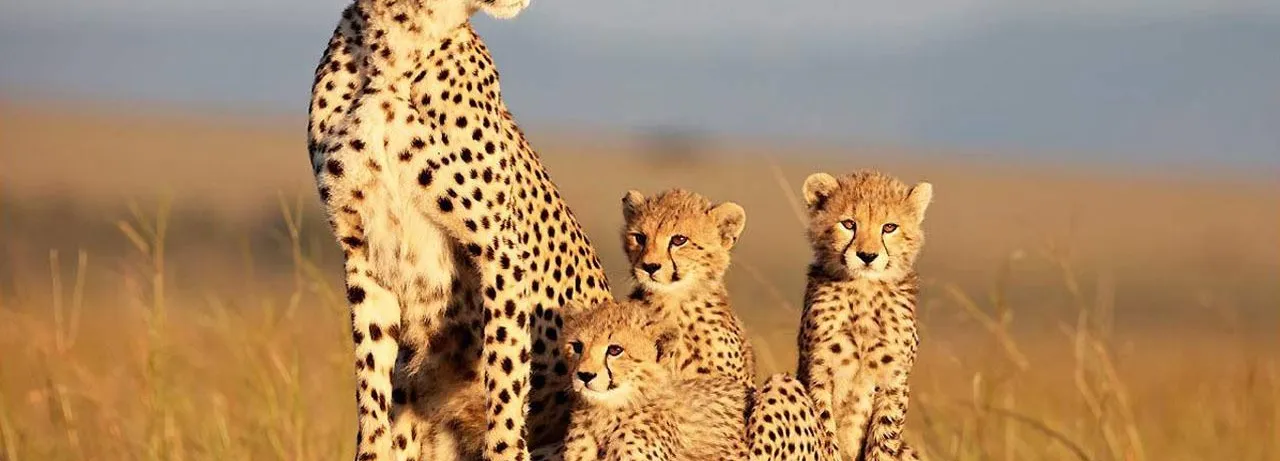 African Cats