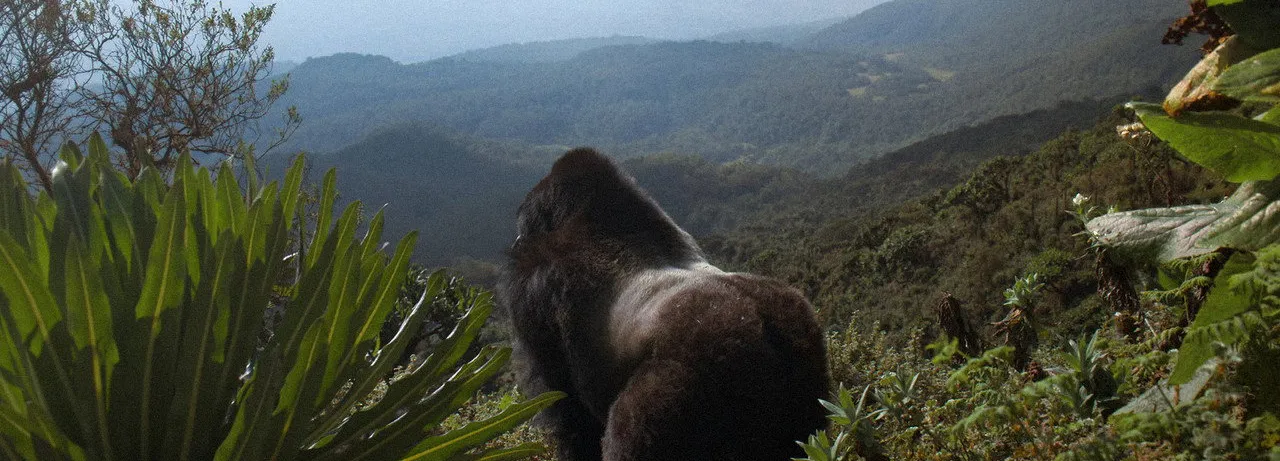 A Gorilla Story: Told by David Attenborough