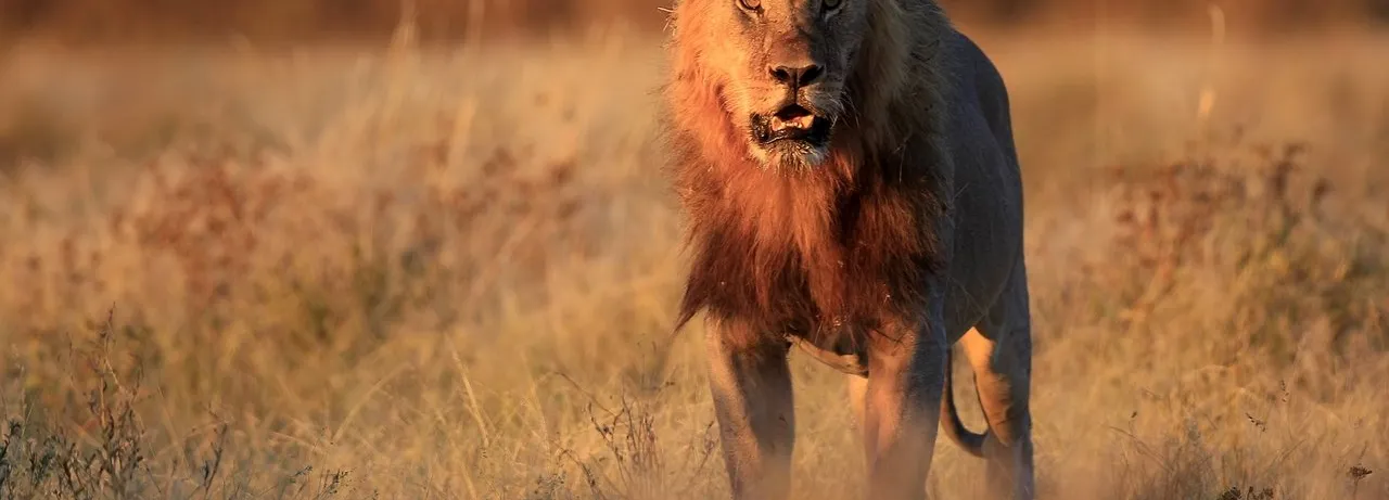 Prey
