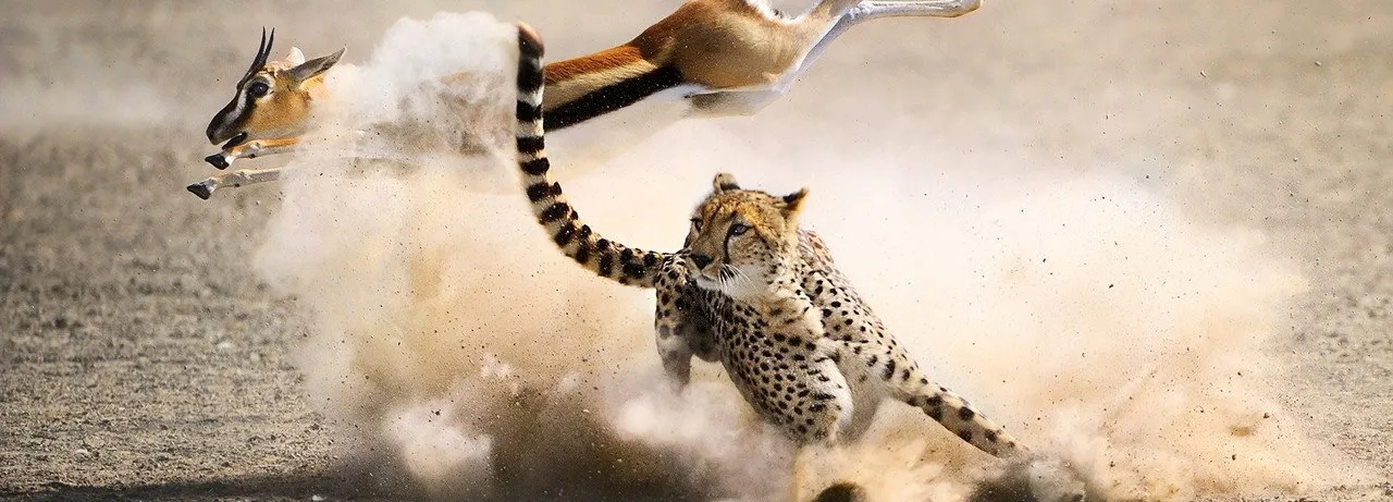 The Hunt