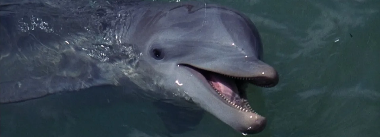 Flipper