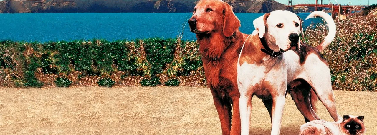 Homeward Bound II: Lost in San Francisco