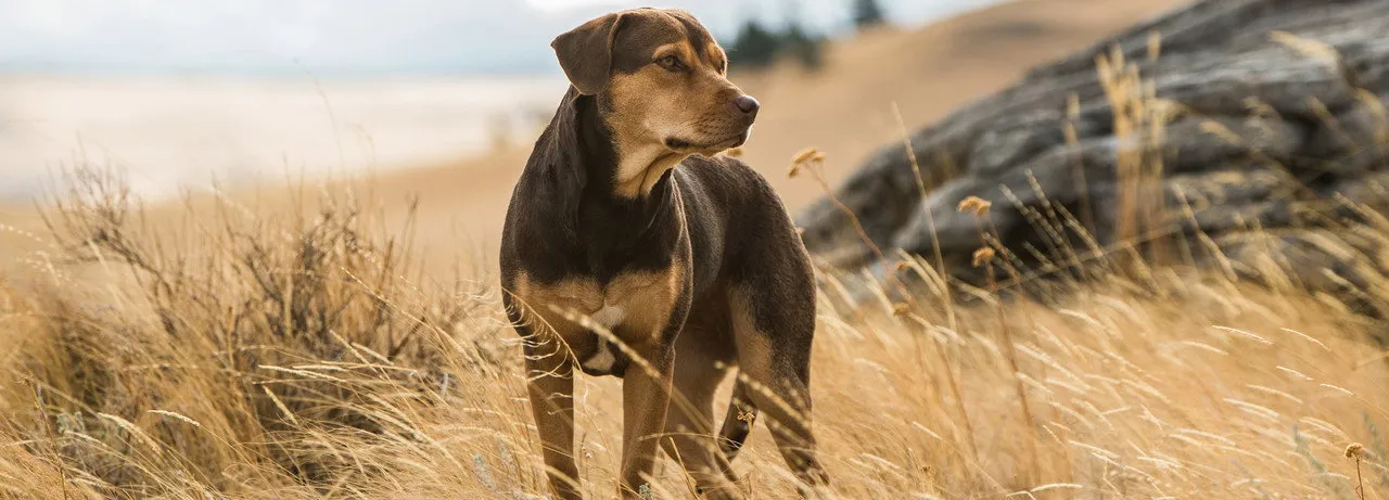 A Dog's Way Home