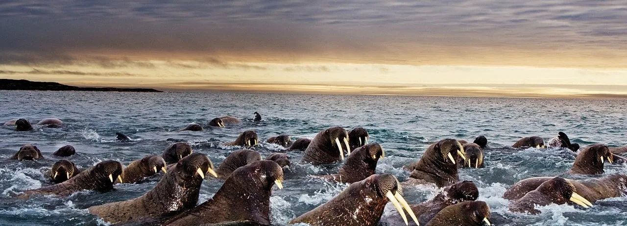 Great Migrations