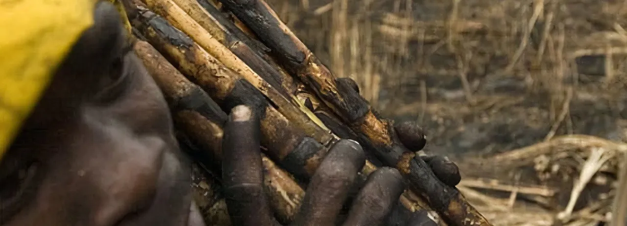The Price of Sugar
