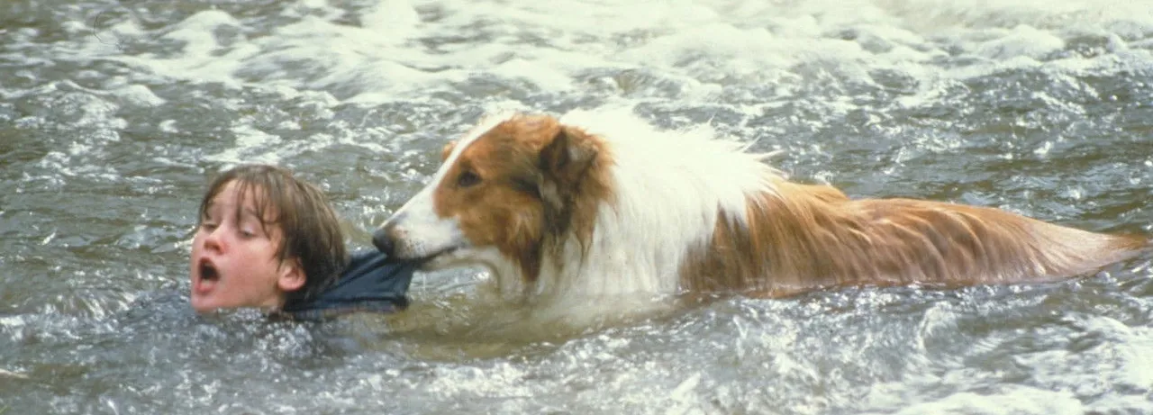 Lassie