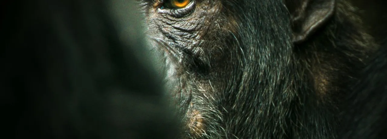 Chimp Empire