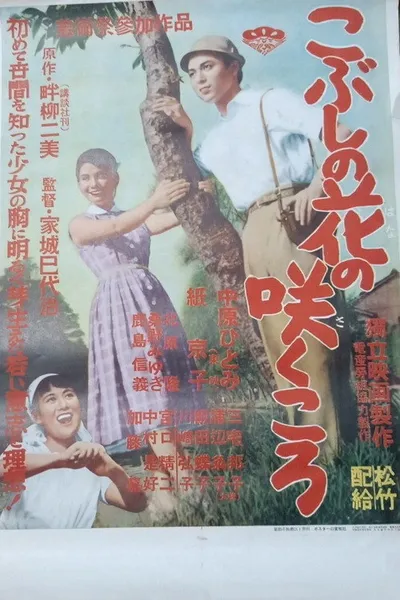 Kobushi no hana no sakukoro