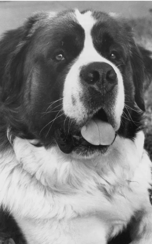 Chris the Dog